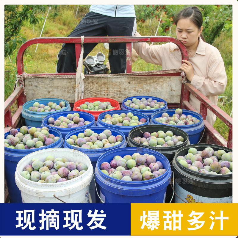 新鲜现摘的五月脆李