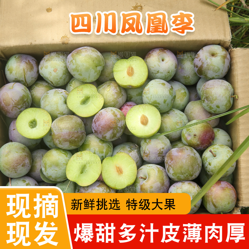 新鲜现摘的五月脆李