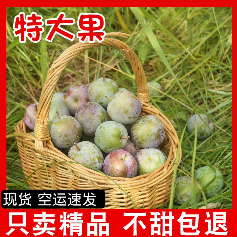 新鲜现摘的五月脆李