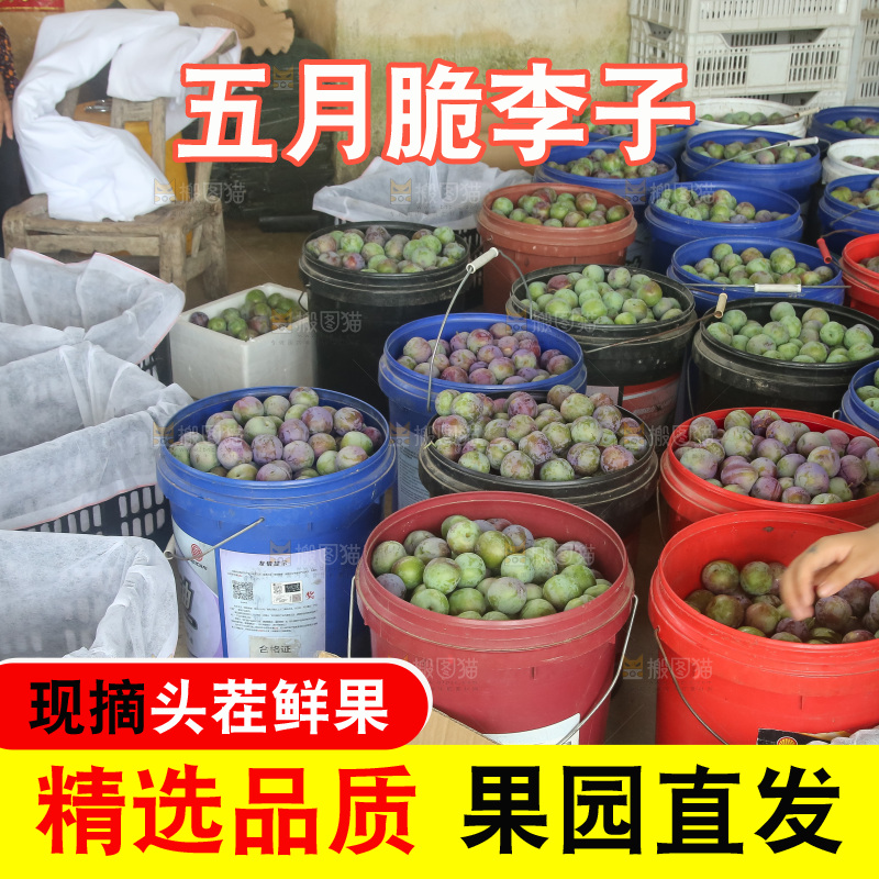 新鲜现摘的五月脆李