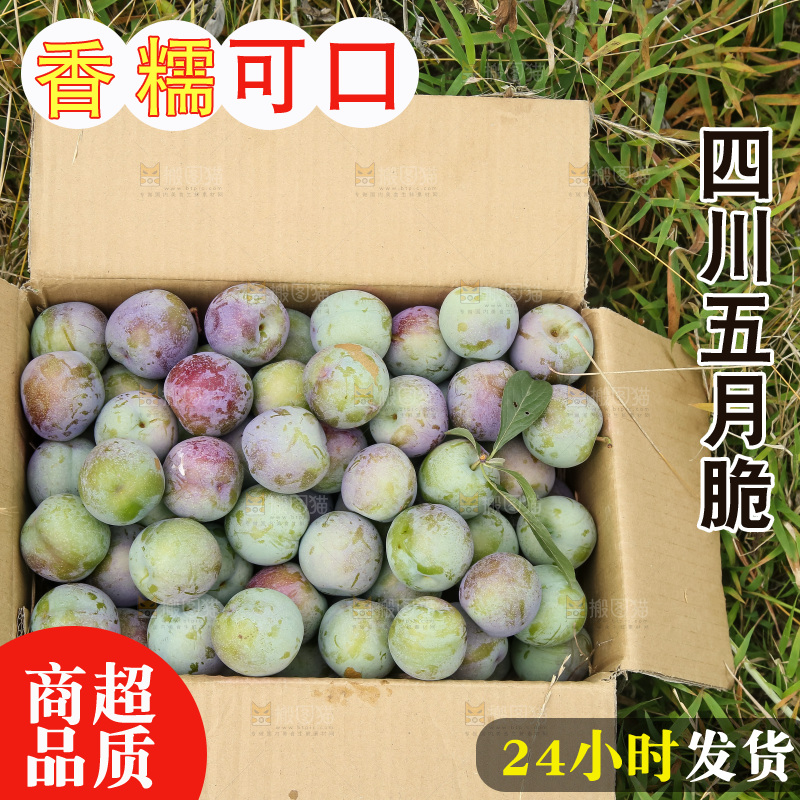 新鲜现摘的五月脆李