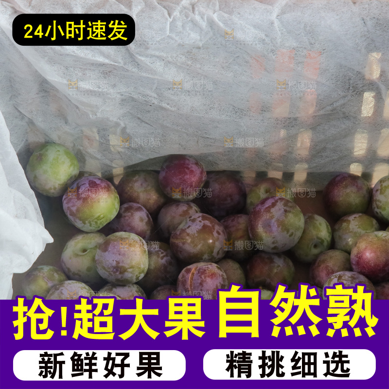 新鲜现摘的五月脆李