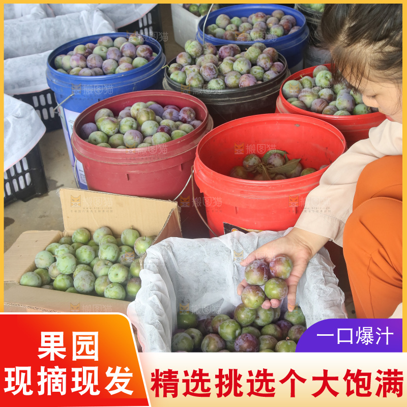 新鲜现摘的五月脆李