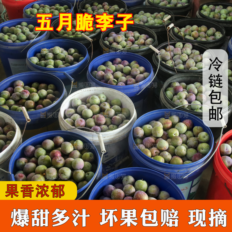 新鲜现摘的五月脆李