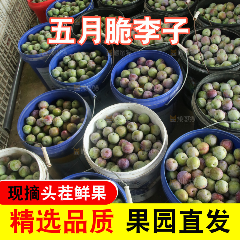 新鲜现摘的五月脆李