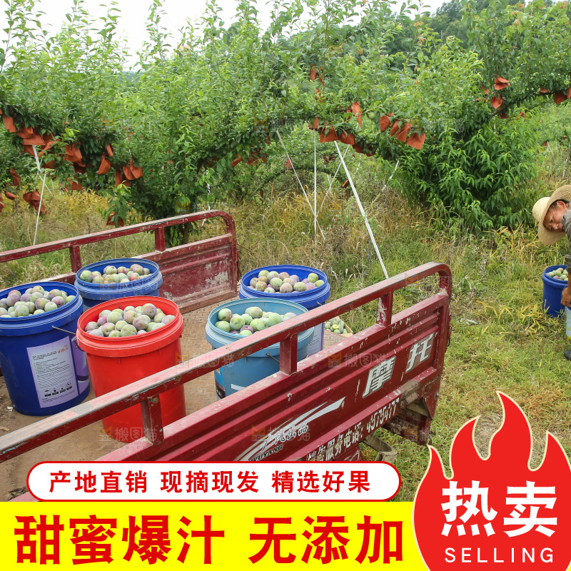 新鲜现摘的五月脆李