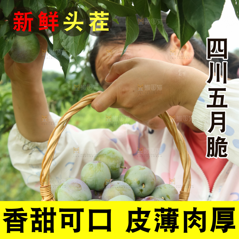 新鲜现摘的五月脆李