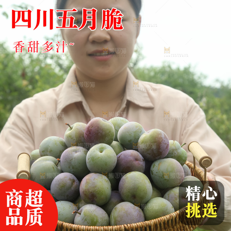 新鲜现摘的五月脆李