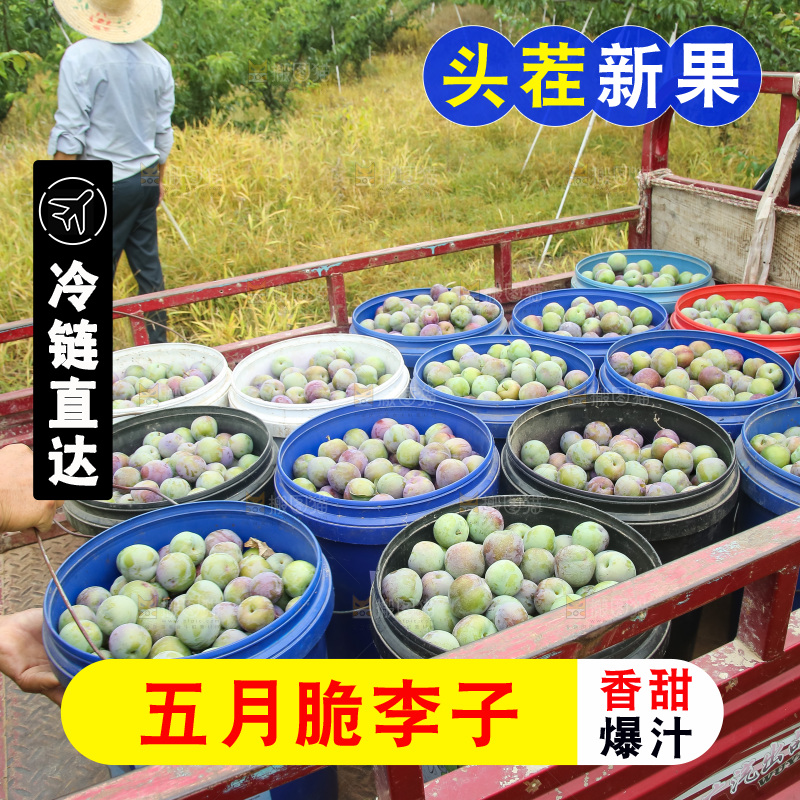 新鲜现摘的五月脆李