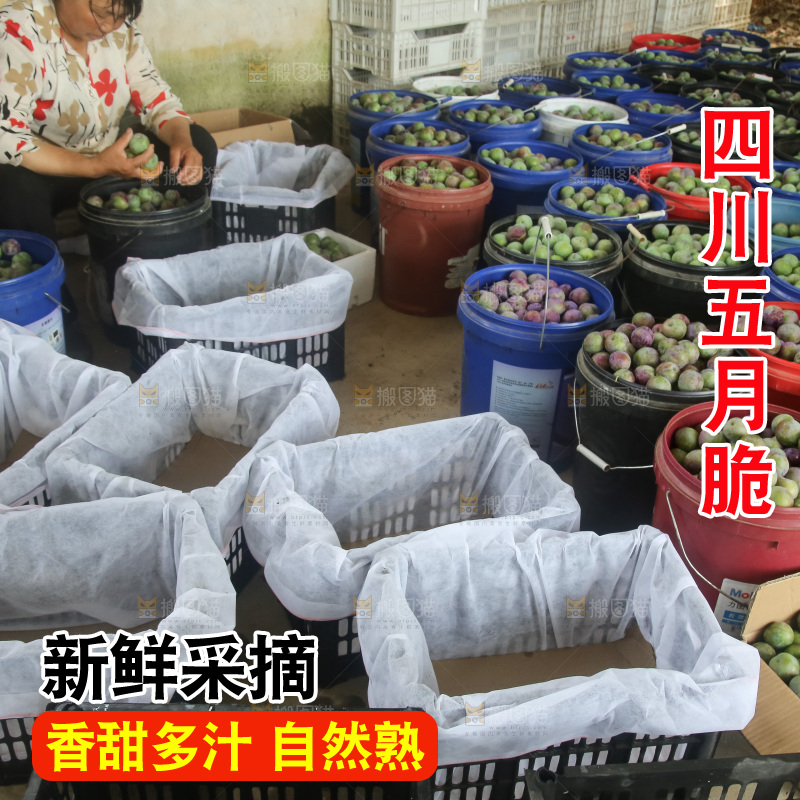 新鲜现摘的五月脆李