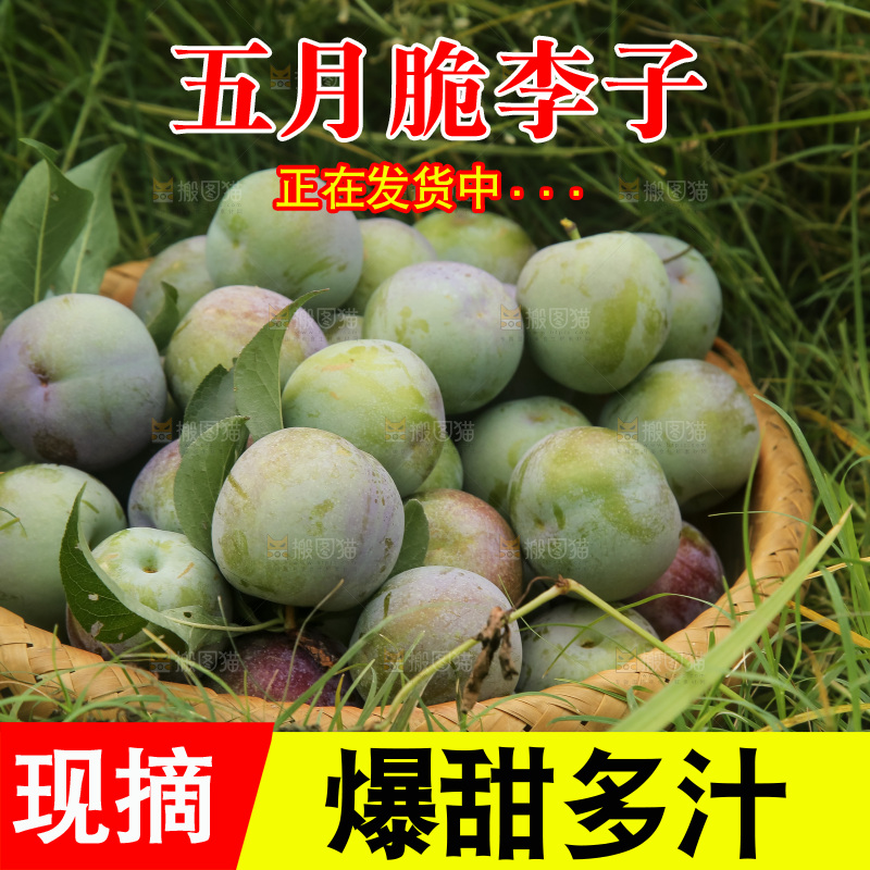 新鲜现摘的五月脆李