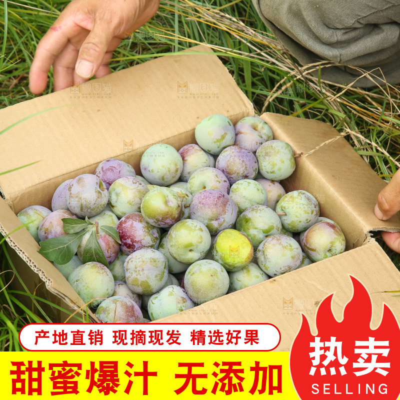 新鲜现摘的五月脆李