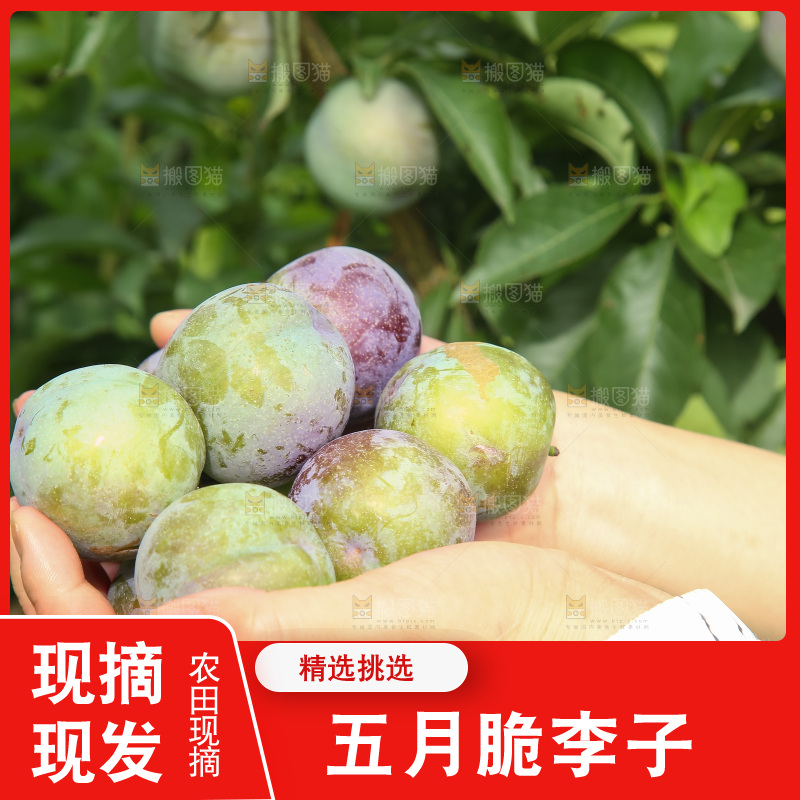 新鲜现摘的五月脆李