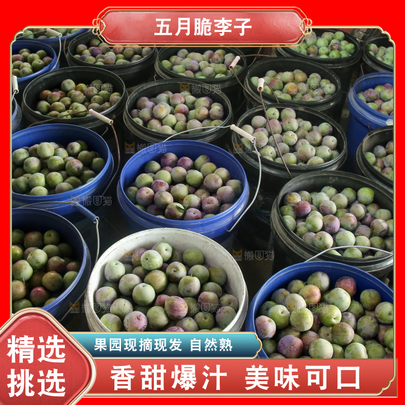 新鲜现摘的五月脆李