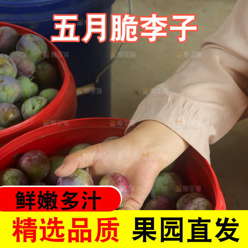 新鲜现摘的五月脆李