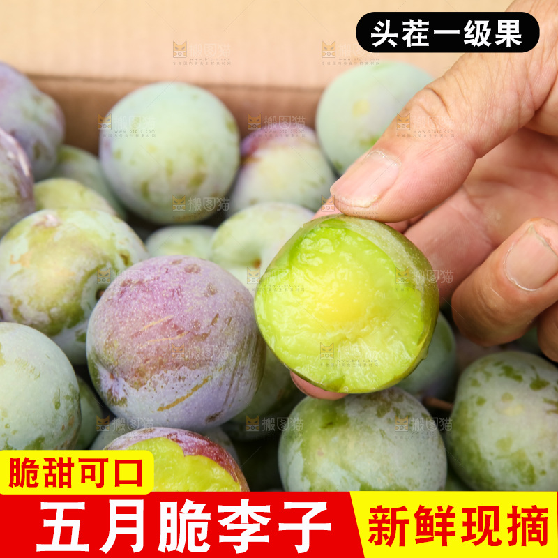 新鲜现摘的五月脆李