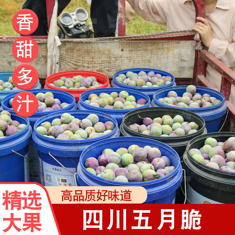 新鲜现摘的五月脆李
