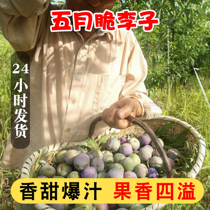 新鲜现摘的五月脆李