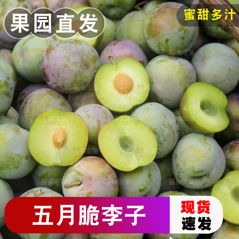 新鲜现摘的五月脆李