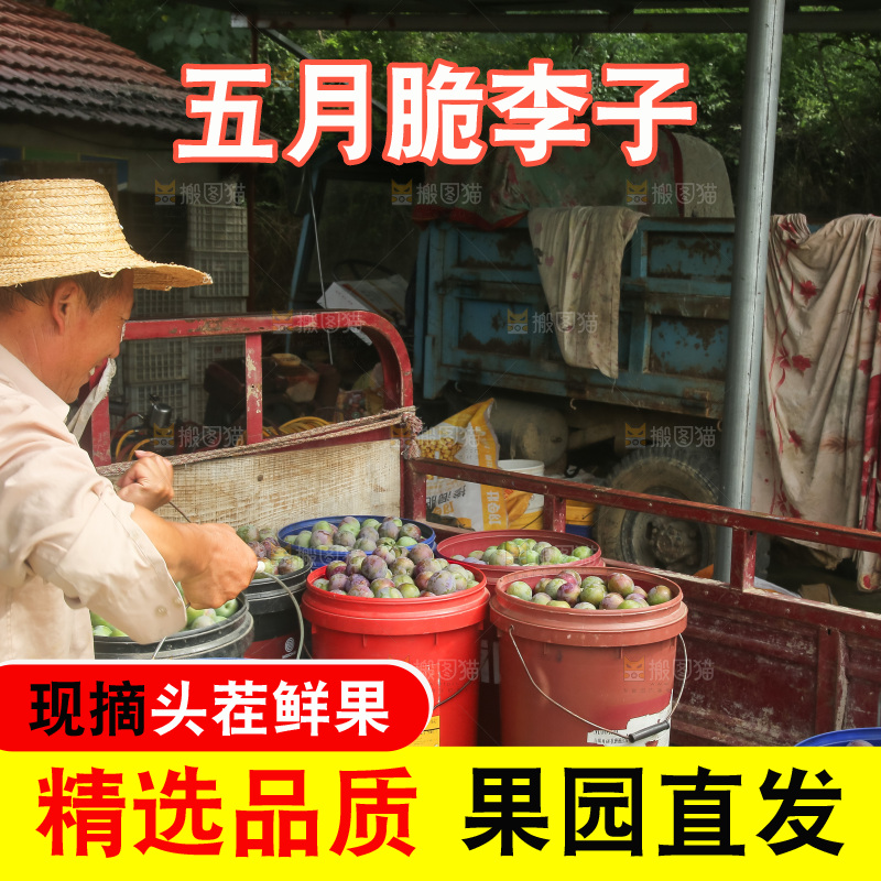 新鲜现摘的五月脆李