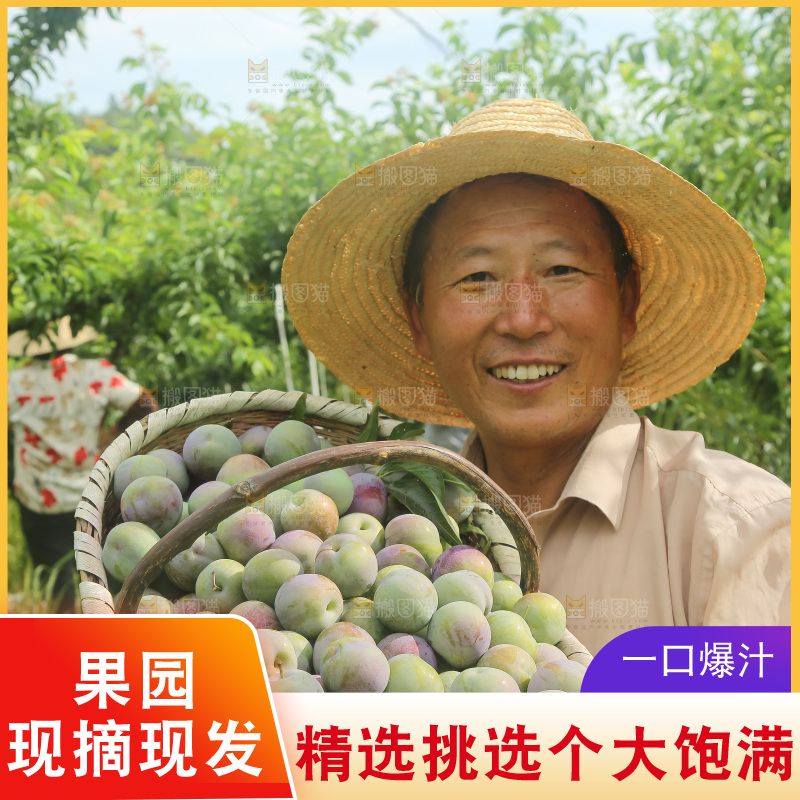 新鲜现摘的五月脆李