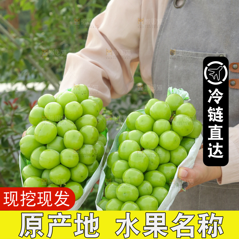 手里拿着阳光玫瑰