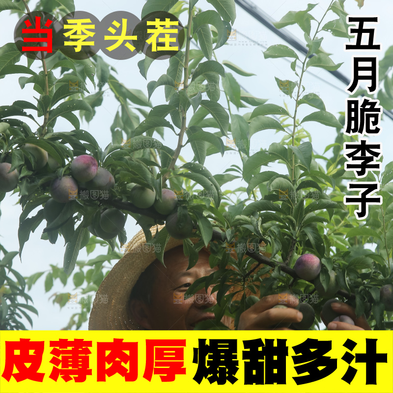 树上的五月脆李