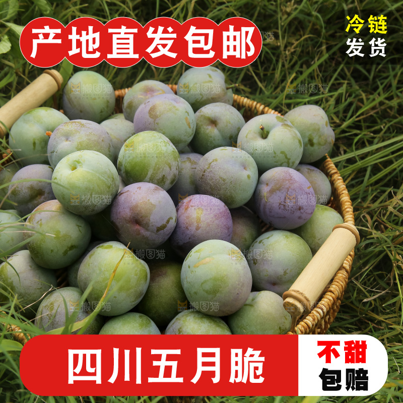 新鲜现摘的五月脆李