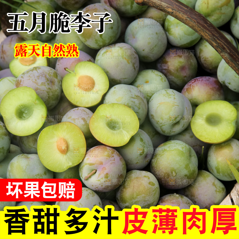 新鲜现摘的五月脆李