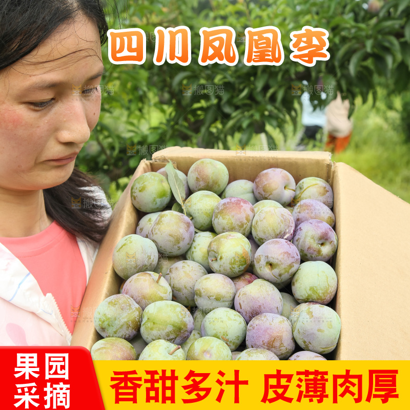 新鲜现摘的五月脆李