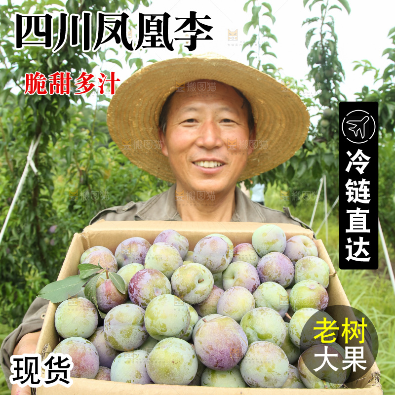 新鲜现摘的五月脆李