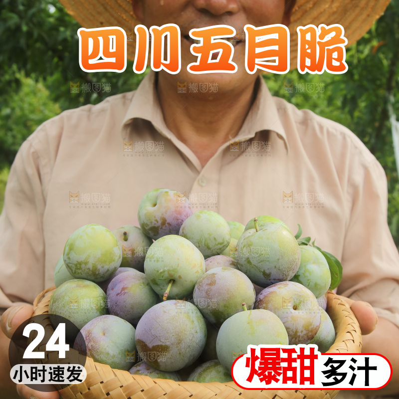 新鲜现摘的五月脆李