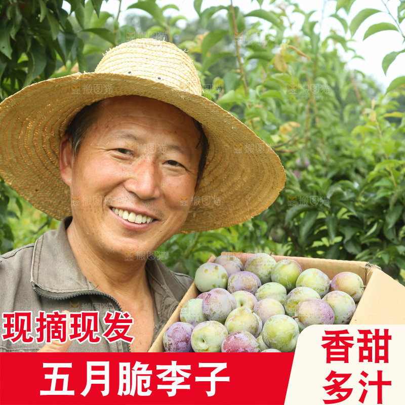 新鲜现摘的五月脆李