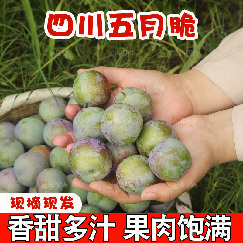 新鲜现摘的五月脆李