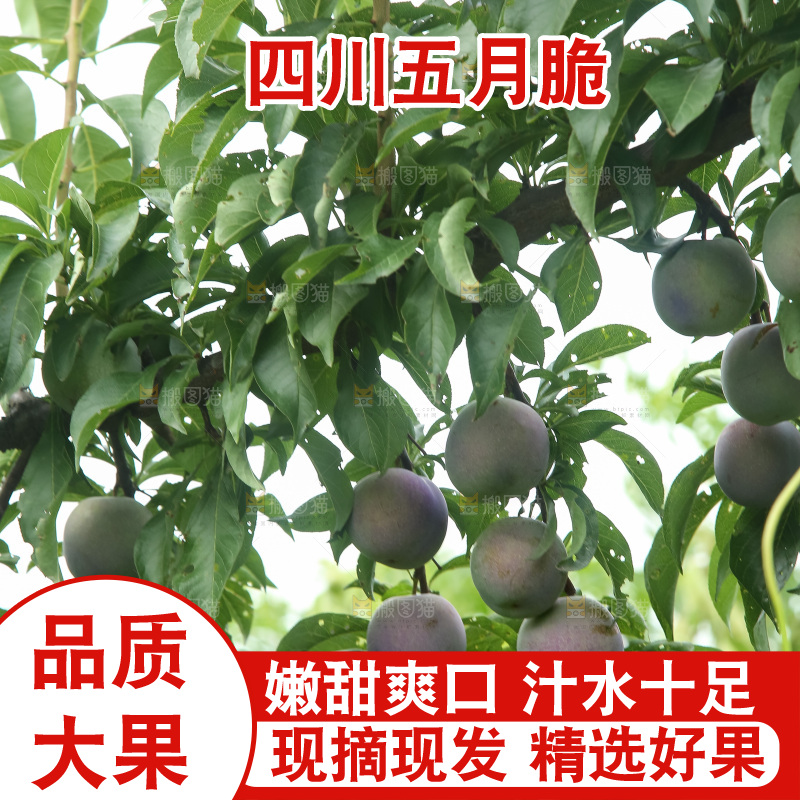 树上的五月脆李