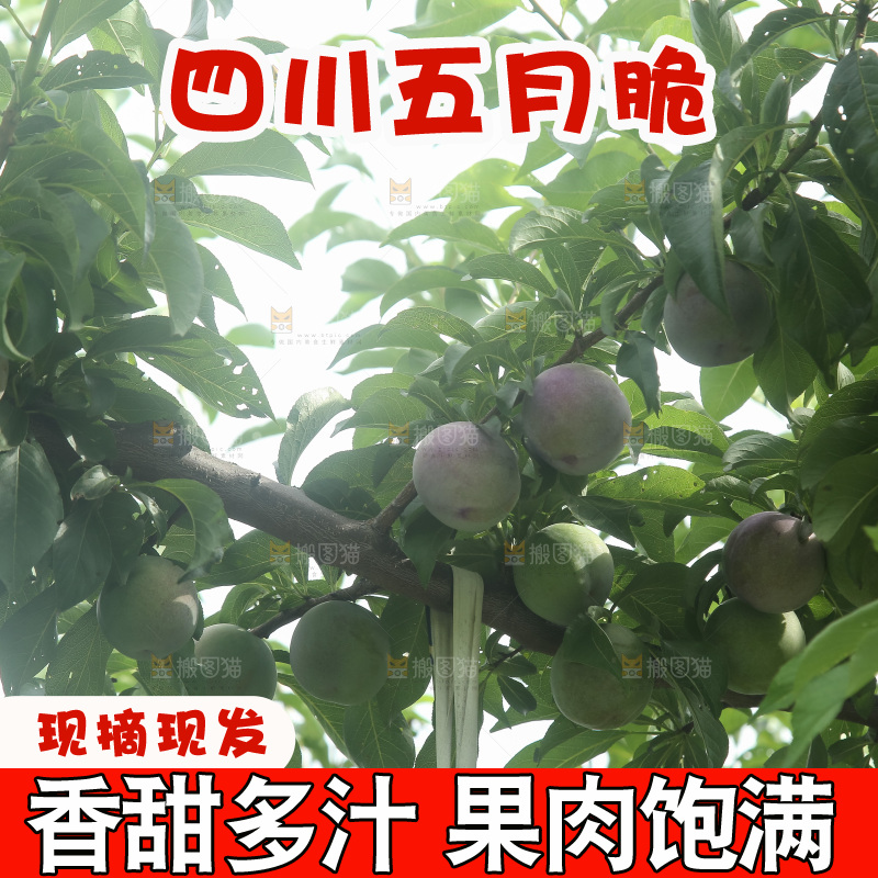 树上的五月脆李