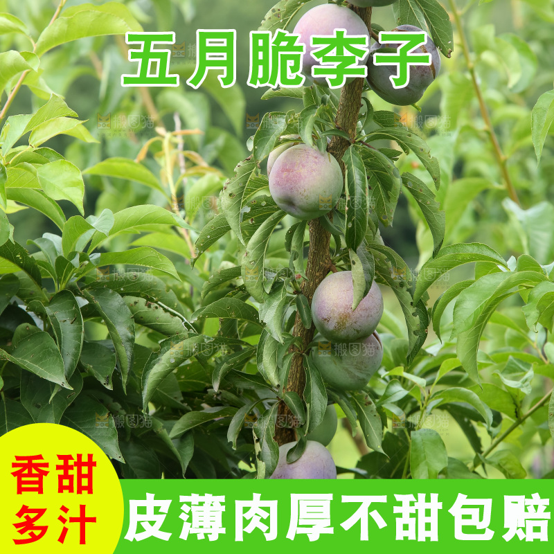 树上的五月脆李