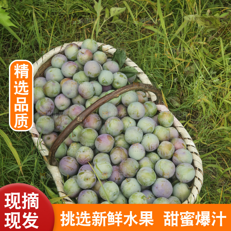 新鲜现摘的五月脆李