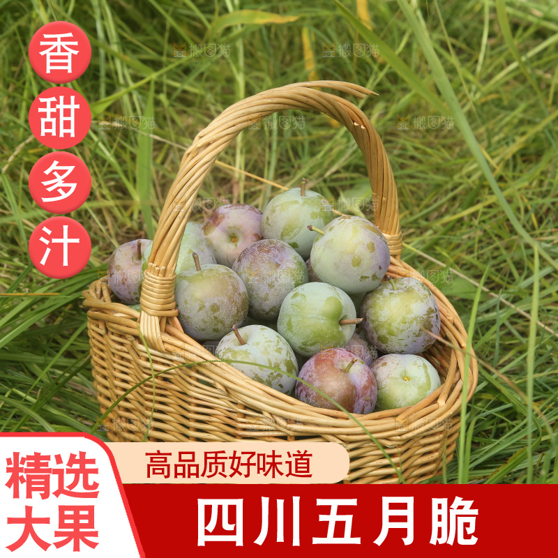 新鲜现摘的五月脆李