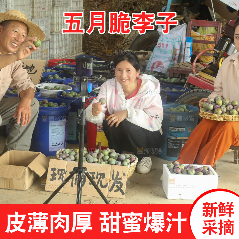 新鲜现摘的五月脆李