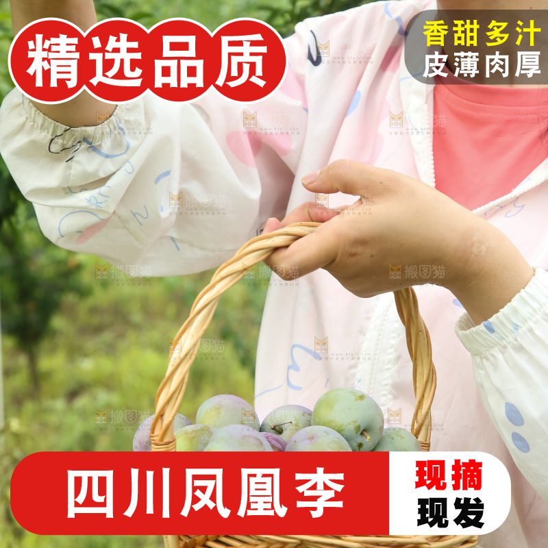 新鲜现摘的五月脆李