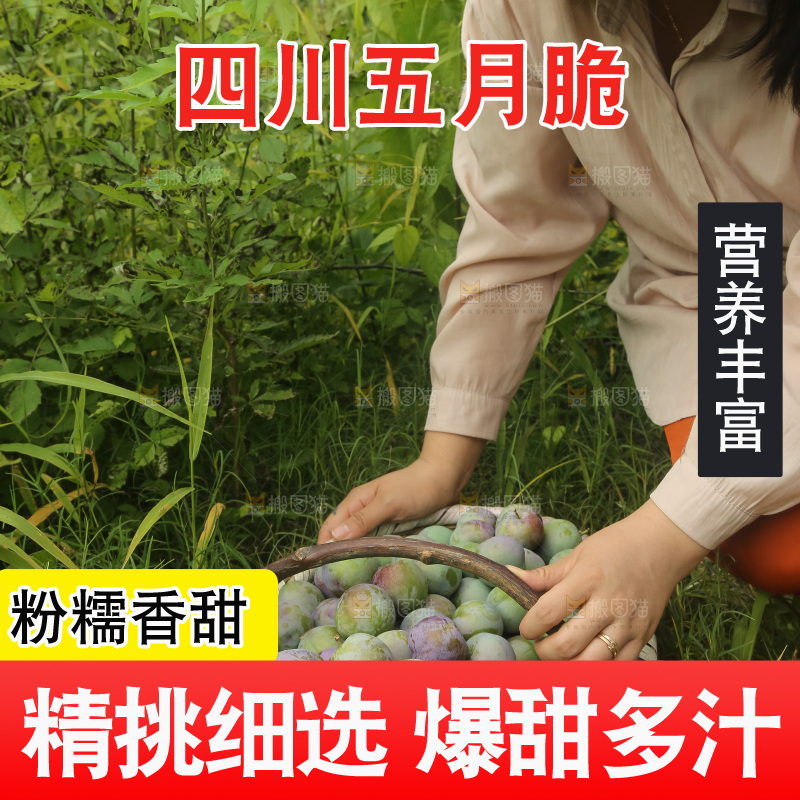 新鲜现摘的五月脆李