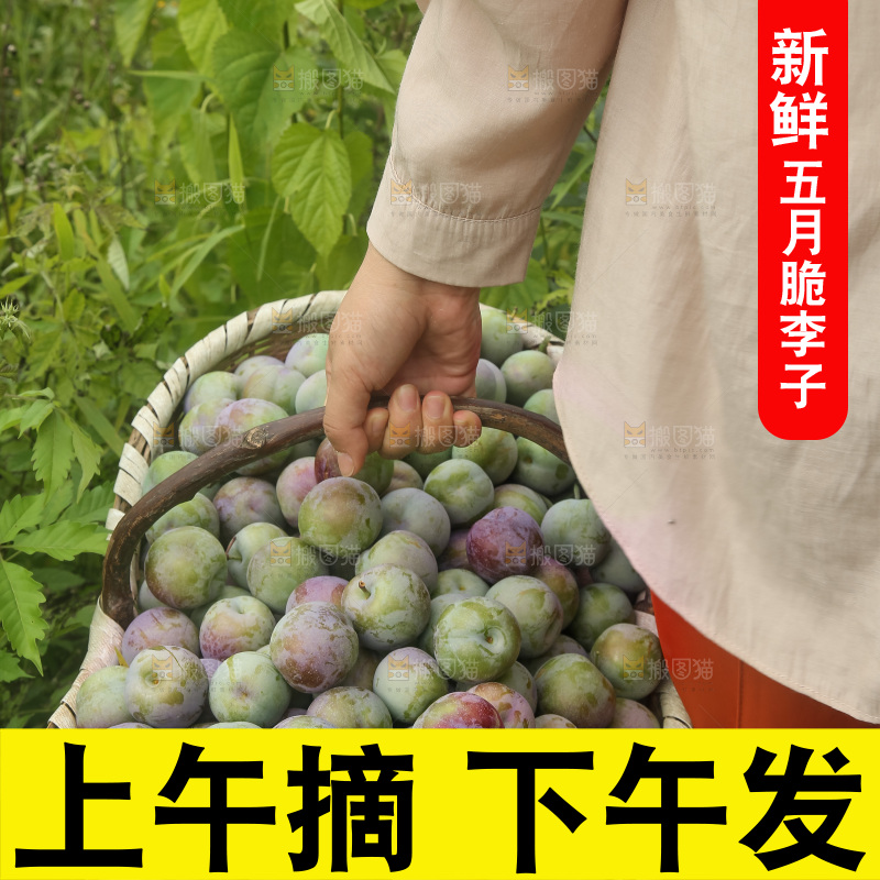 新鲜现摘的五月脆李