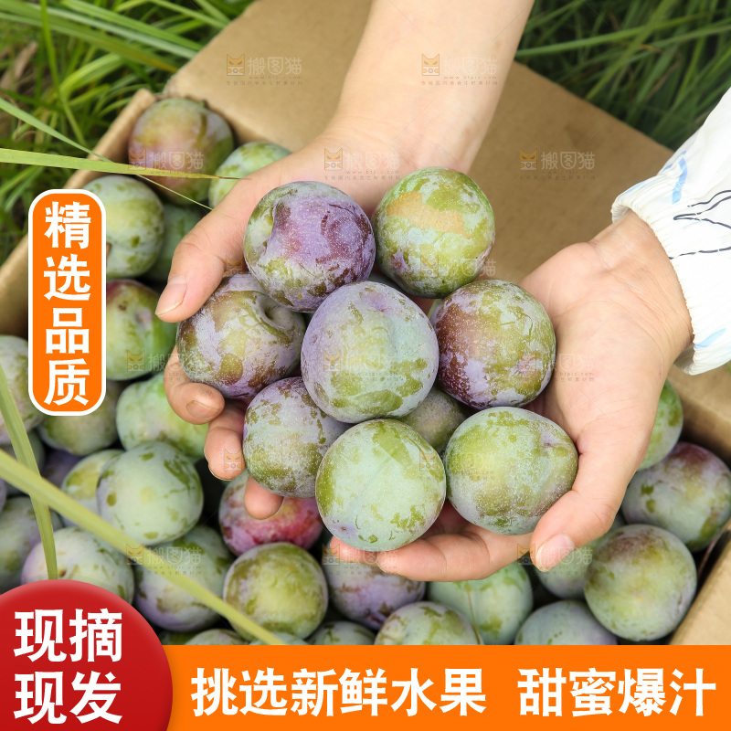 新鲜现摘的五月脆李