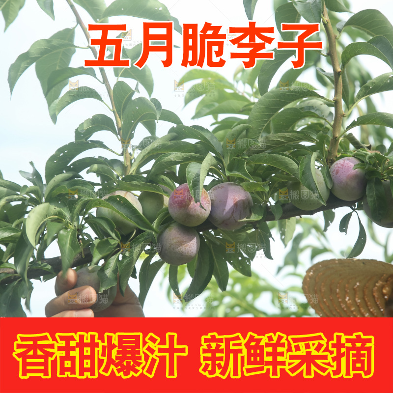新鲜现摘的五月脆李