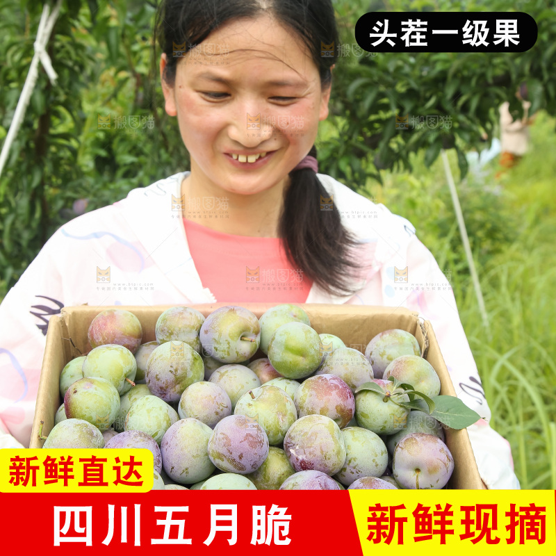 新鲜现摘的五月脆李
