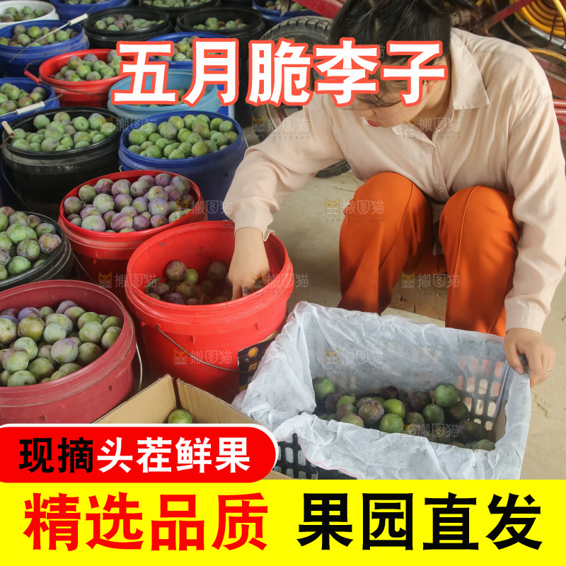 新鲜现摘的五月脆李