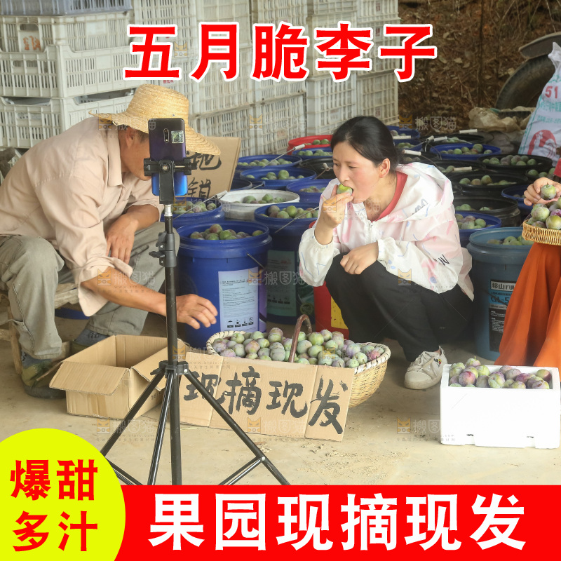 新鲜现摘的五月脆李