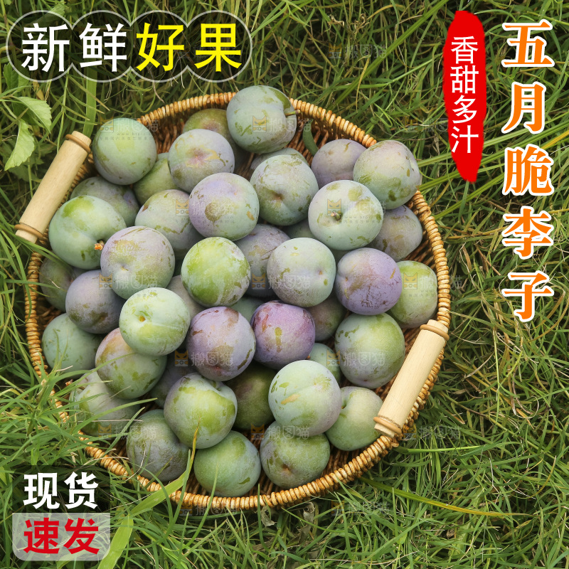 新鲜现摘的五月脆李