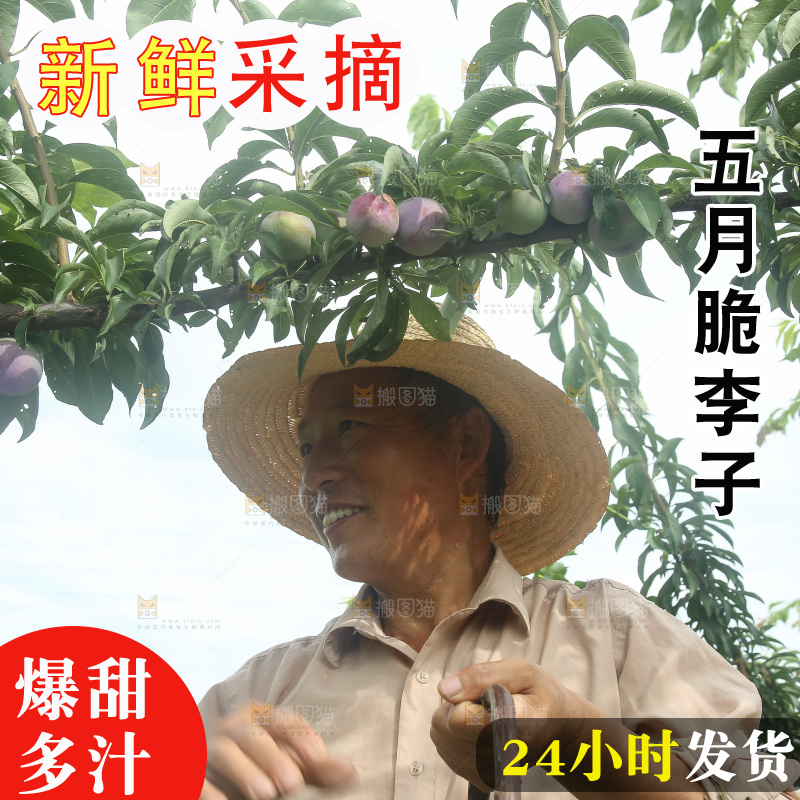 新鲜现摘的五月脆李